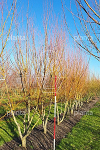 350-400, CONT, MRSTAM