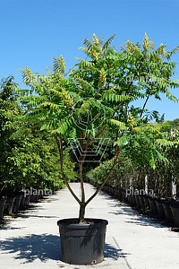 200-250, CONT, MRSTAM