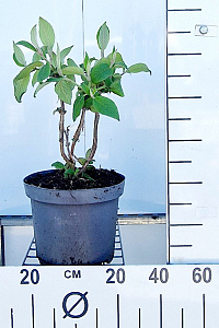 C7.5, LEV