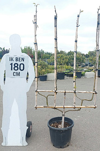 175-200, CONT, DUBBELE UVORM