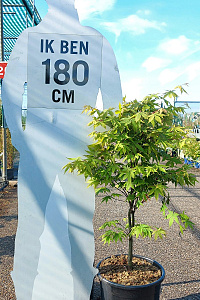 100-125, C20        