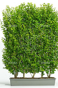 Meeneemhaag 100x125-150cm