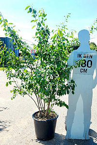 150-175, CONT, MRSTAM