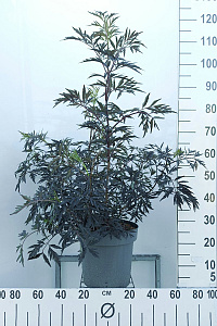  80- 100, C12        