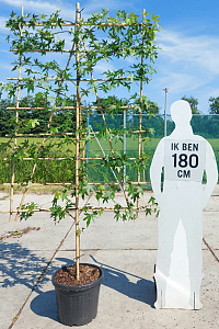  60ST, CONT, LEI 120x180