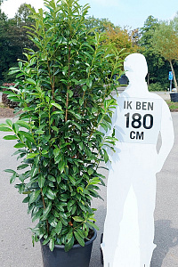 175-200, C50        
