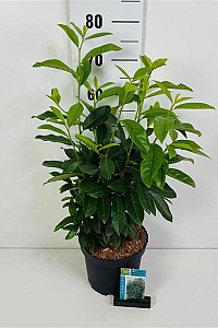  50- 60, C5         