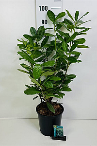 50- 60, C5         