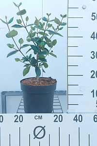  40- 50, C5         