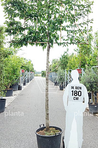  16-18, CONT, LEI 180x120