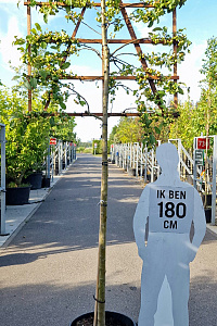  14-16, CONT, LEI 120X120