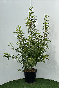  80- 100, C7.5       