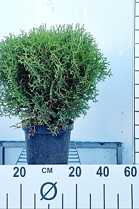  30- 40, C5         