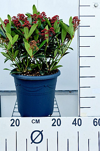  50- 60, C7.5       