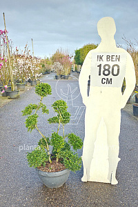  80- 100, CONT, BONSAI