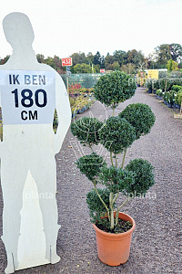  80- 100, CONT, POMPON