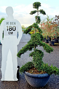140-160, CONT, BONSAI