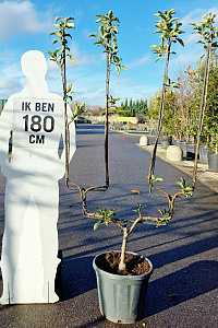 150-175, CONT, DUBBELE UVORM