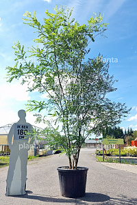 250-300, CONT, MRSTAM