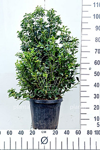  80- 100, C18        