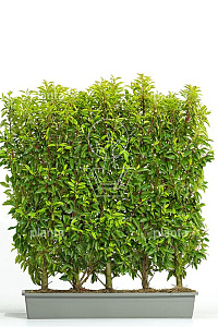 Meeneemhaag 100x100-125cm