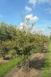 175-200, DR, MRSTAM, SOL