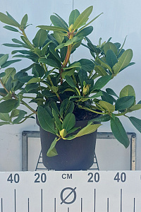  50- 60, C10        