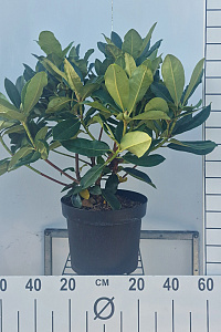  50- 60, C10        