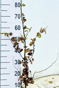 100-125, W, 1+2 (PER 10, PRIJS/STUK)