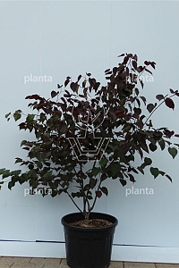 150-175, CONT, MRSTAM