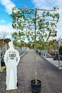 150ST, 12-14, CONT, LEI 150x120