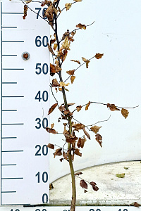  80- 100, W, 1+2 (PER 10, PRIJS/STUK)