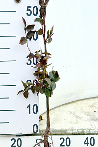  80- 100, W, 1+2 (PER 10, PRIJS/STUK)