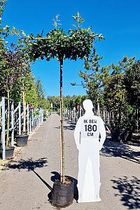  10-12, CONT, DAK 120