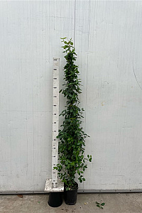 150-175, C4, STOK