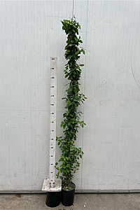 175-200, C4, STOK