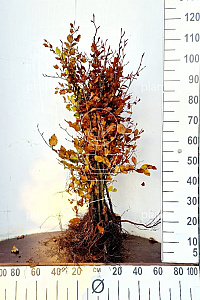  80- 100, W, 1+2 (PER 10, PRIJS/STUK)