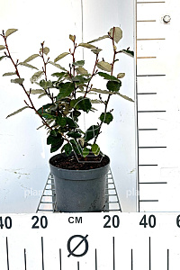  30- 40, C3         