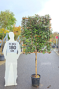  80ST, CONT, LEI 100x120