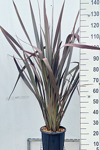  80- 100, C10        