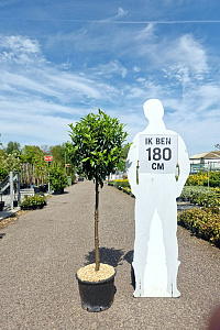 HALFST, C20, BOL 40-50