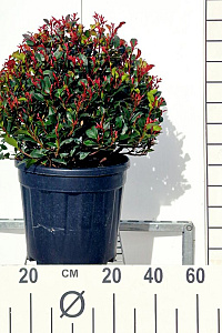  40- 50, CONT, BOL