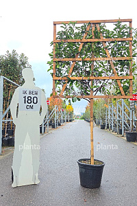 100ST, CONT, LEI 120x120