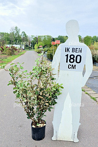 100-125, C10        