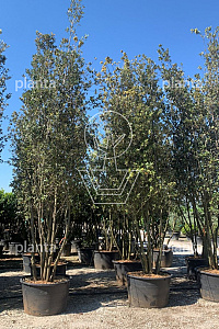 400-450, CONT, MRSTAM