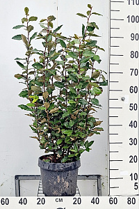  60- 80, C7.5       