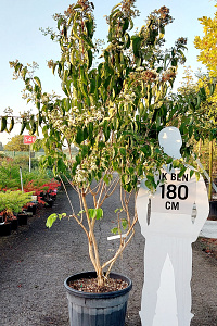 200-250, CONT, MRSTAM