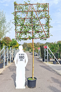 180ST, CONT, LEI 150x150