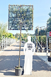 180ST, CONT, LEI 120x120