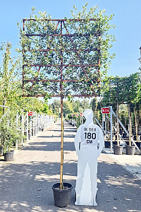 180ST, CONT, LEI 150x150